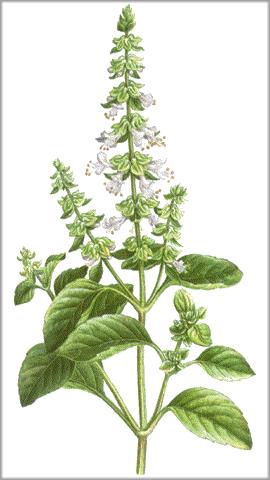 Albahaca